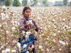 Against All Odds: Pakistan’s Cotton Crop Booms After Catastrophic Floods