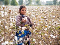 Against All Odds: Pakistan’s Cotton Crop Booms After Catastrophic Floods