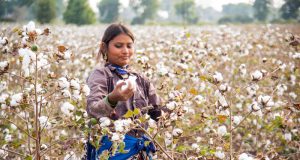 Against All Odds: Pakistan’s Cotton Crop Booms After Catastrophic Floods