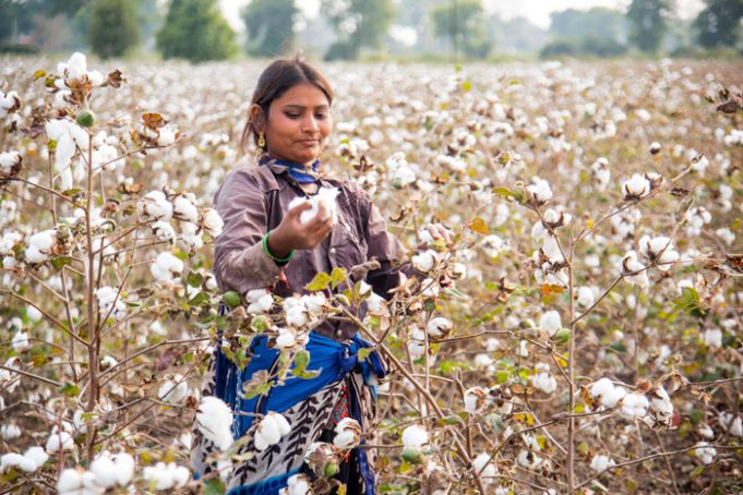 Against All Odds: Pakistan’s Cotton Crop Booms After Catastrophic Floods