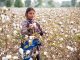 Against All Odds: Pakistan’s Cotton Crop Booms After Catastrophic Floods
