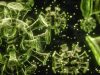AI-Designed Viruses: Promise and Risks in the Next Biotechnology Revolution